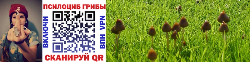 Галлюциногенные грибы Psilocybe  Советская Гавань 